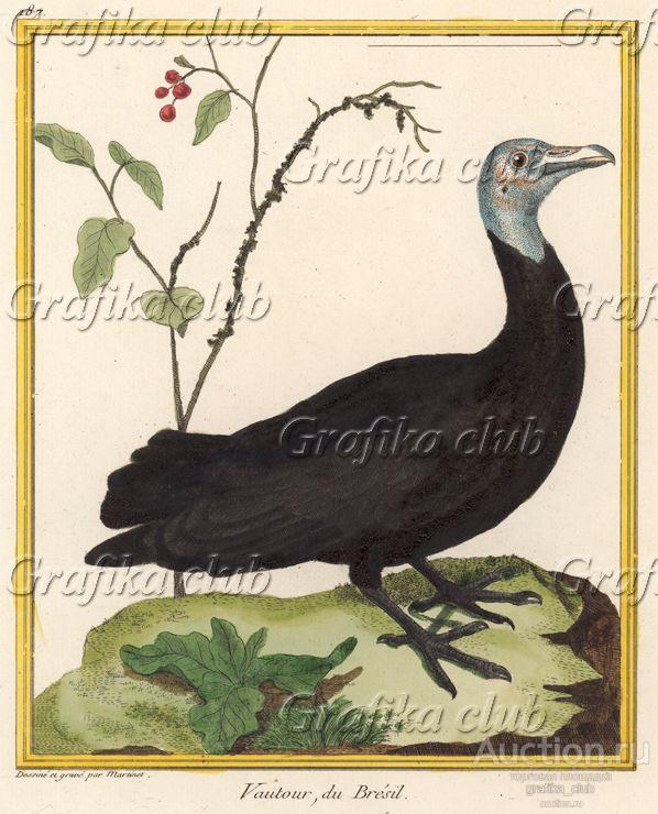 Бразильский гриф (из Table des Planches Enluminées