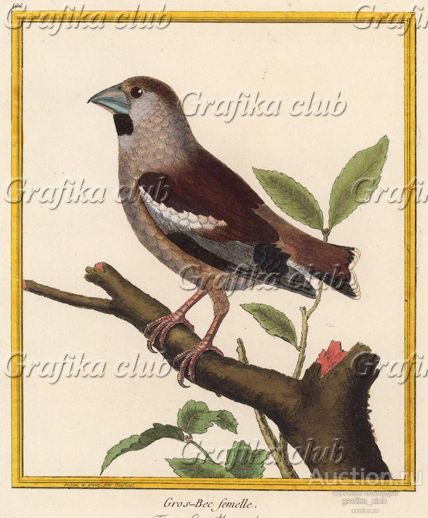 Дубонос-дама (из Table des Planches Enluminées