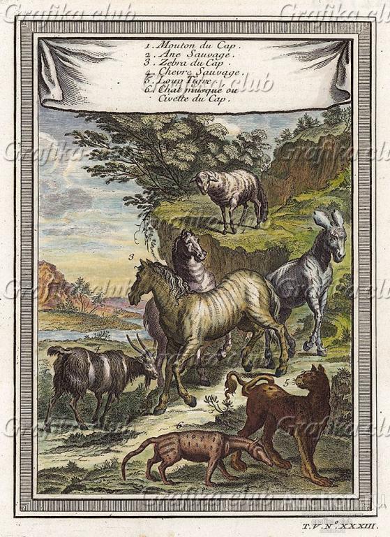 Зебры, козлы и хищные кошки. Гравюра из тома