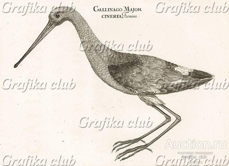 Большой бекас, самка; Gallinago Major cinerea