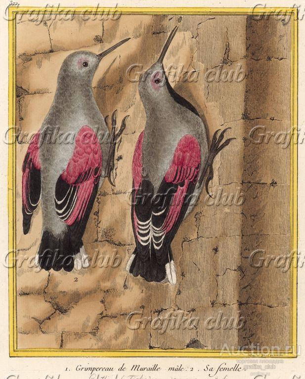 Семья славок (из Table des Planches Enluminées