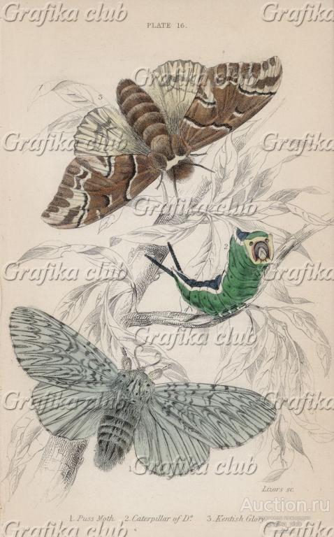 Гарпия большая (1. Puss Moth 2. Caterpillar