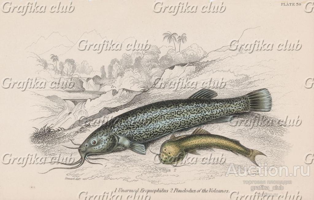 Сом с товарищем (1. Eremophilus mutisii