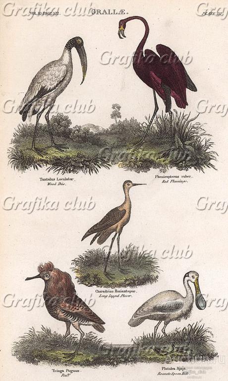 Ибис, фламинго и пеликан. По мотивам гравюр