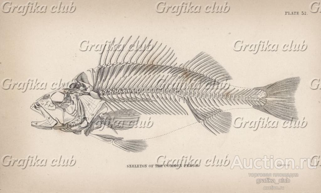 Скелет обыкновенного окуня (Skeleton of the common