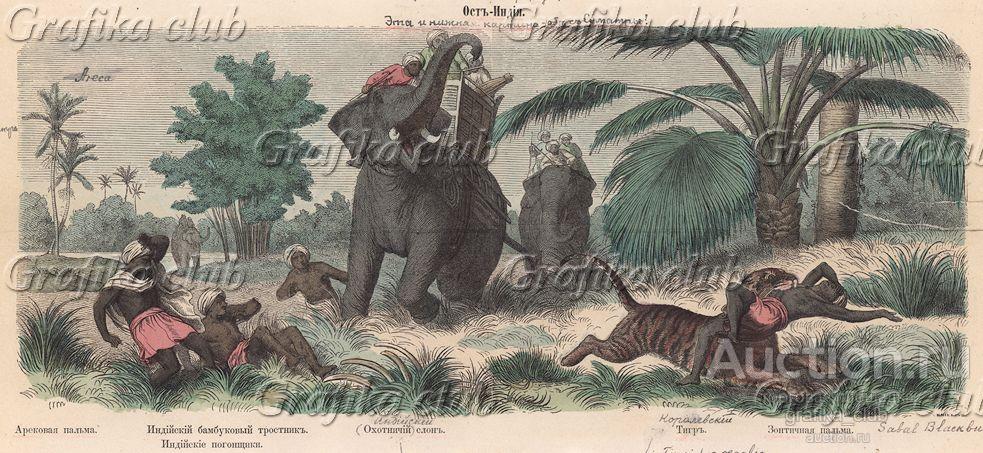 Животные Индии. Гравюра из издания книготорговца