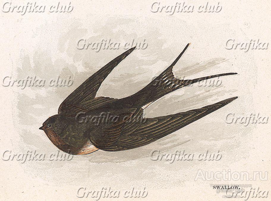 Ласточка (англ. Swallow). Лист из издания Анны