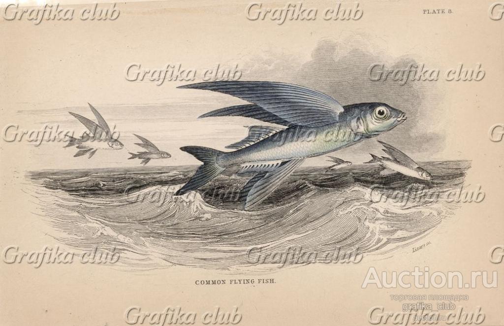 Двукрылая летучая рыба (Exocetus volitans (лат