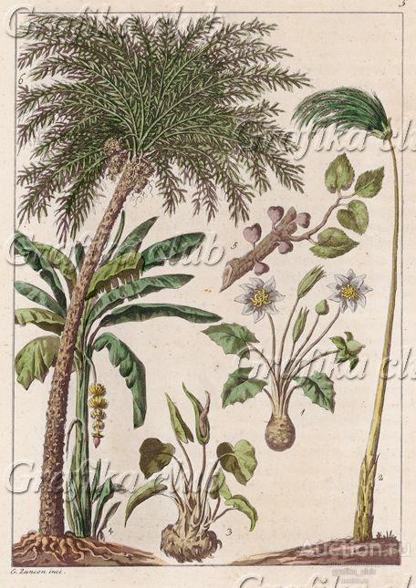 Растения, произрастающие в Египте (из работы