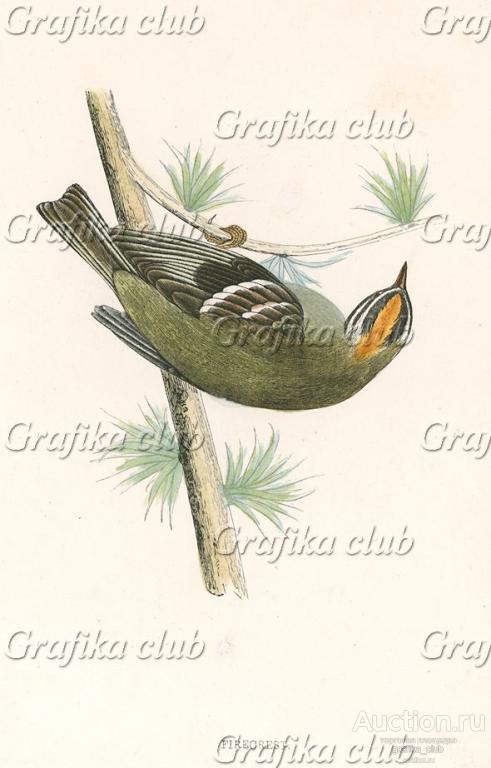 Королёк (Firecrest (англ.)). Назван из-за "короны"