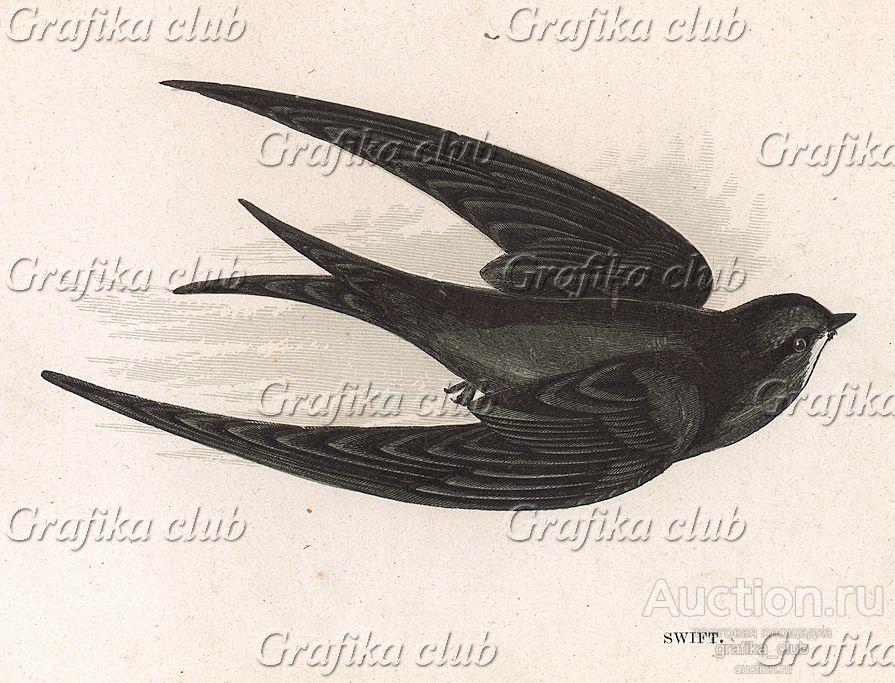 Стриж (англ. Swift). Лист из издания Анны Пратт