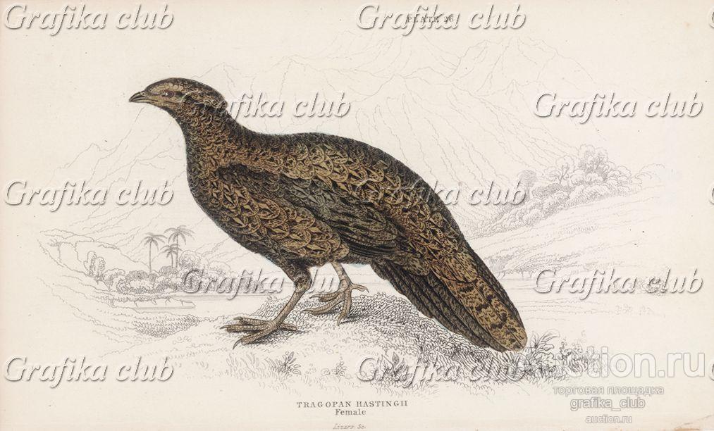 Черноголовый трагопан (самка) (Tragopan Hastingii