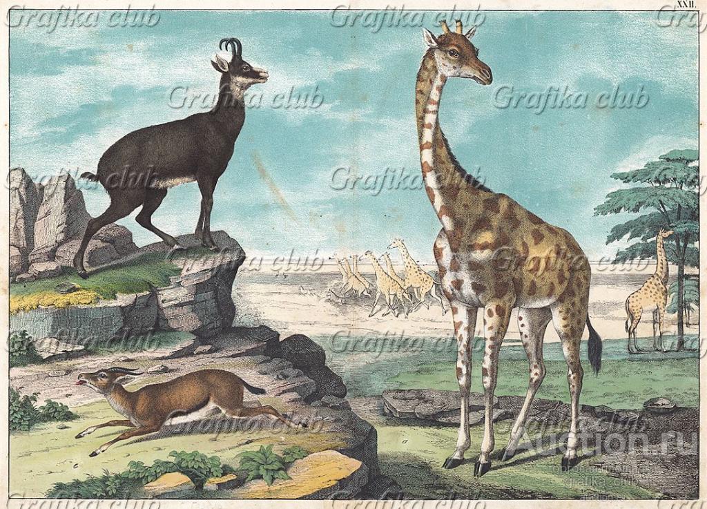 Жирафы, дикая коза и газель на фоне природы