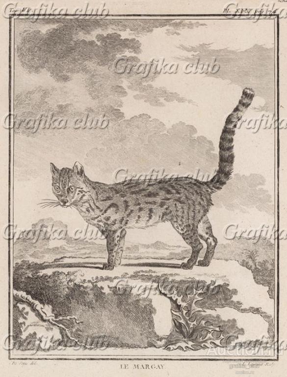 Американский дикий кот, или маргай (лист XIX