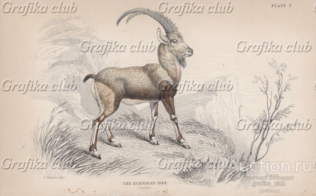 Козерог, или альпийский горный козёл (Capra ibex