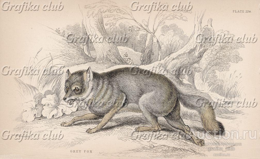 Серая лиса (Vulpes cinereus (лат.)) (лист 22* тома