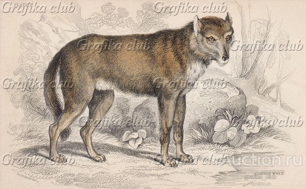 Волк обыкновенный (Lupus Vulgaris (лат.)) (лист