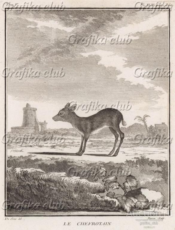 Антилопа le Chevrotain (фр.) (лист XLIV