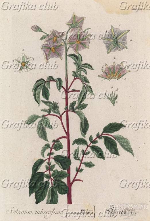 Паслён (Solanum (лат.)) — род растений