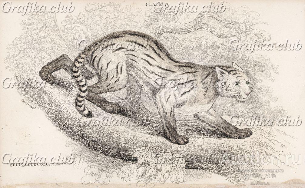 Пампасская кошка, или колоколо (Felis Colocolo
