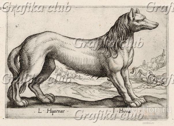 Винторогая антилопа (лист из альбома Nova raccolta