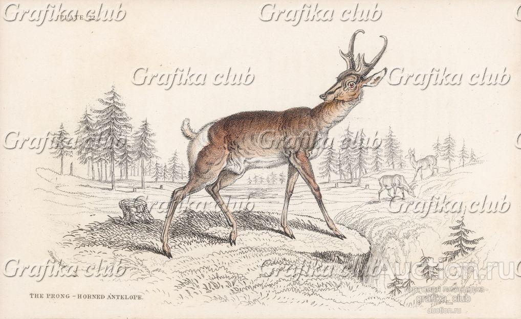 Антилопа Dicranocerus furcifer (лат.) (лист