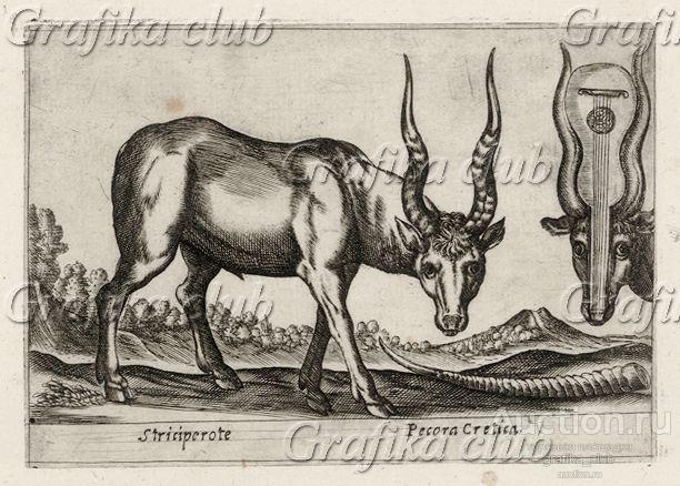 Критская овца (лист из альбома Nova raccolta