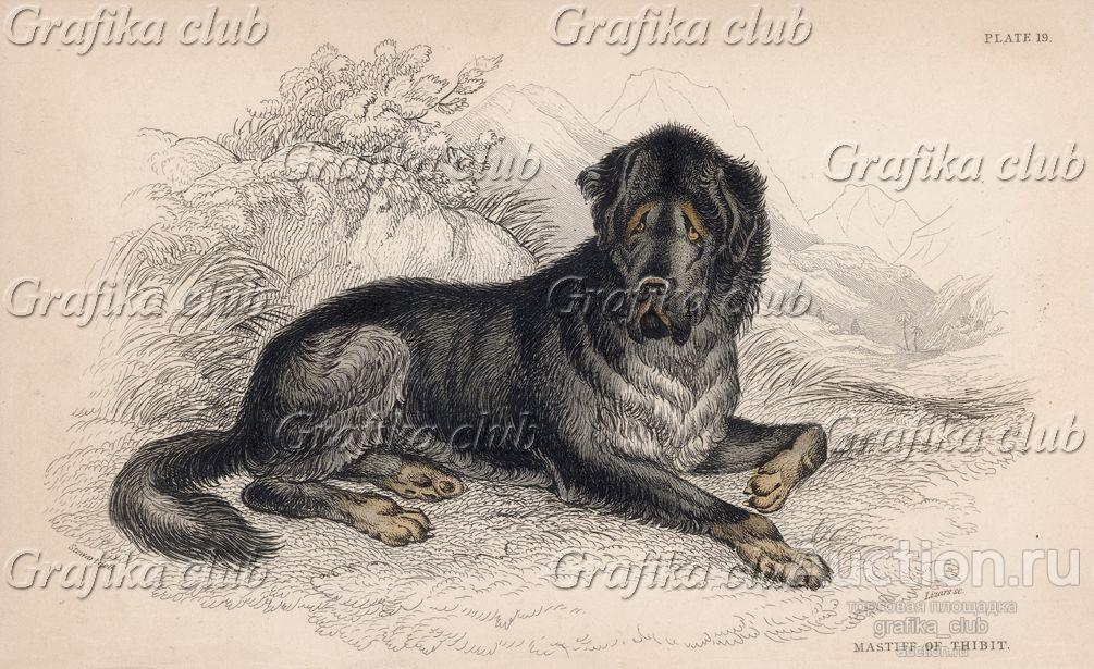 Тибетский мастиф (Mastiff of Tibet (англ.)) — одна