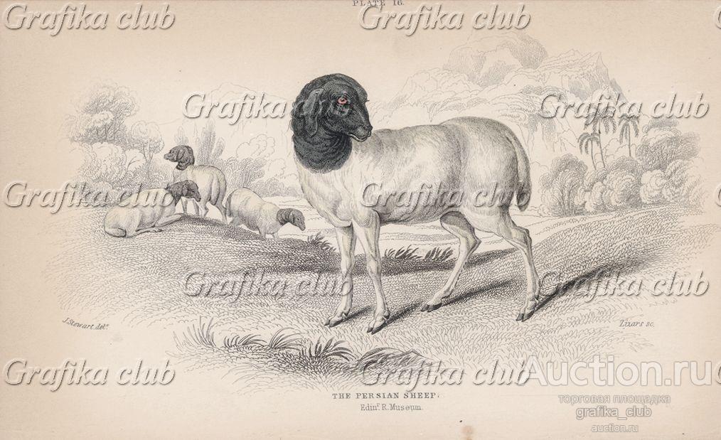 Овца персидская (Persian sheep (англ.)) (лист