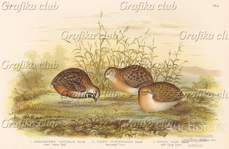 1.Расписной перепел, Excalfactoria australis