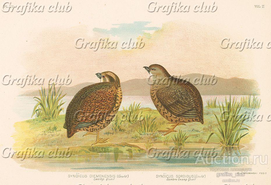 Бурый перепел, Synoicus diemenensis / synoicus