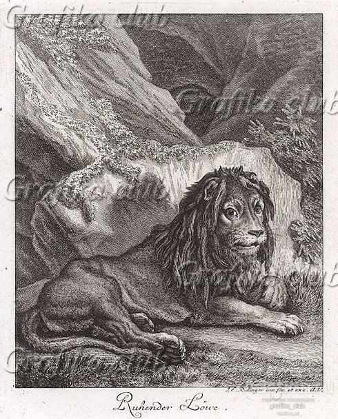 Отдыхающий лев. Гравюра Иоганна Элиаса Ридингера