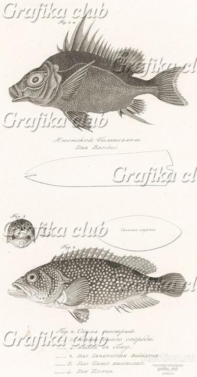 Японский большеглаз. Fig. 2. Окунь пестрый