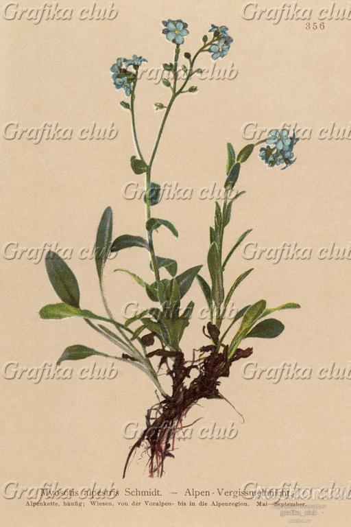 Незабудка альпийская (Myosotis alpestris Schmidt