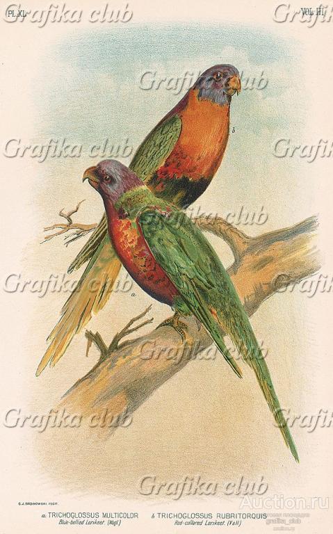 a.Радужный лорикет, Trichoglossus multicolor