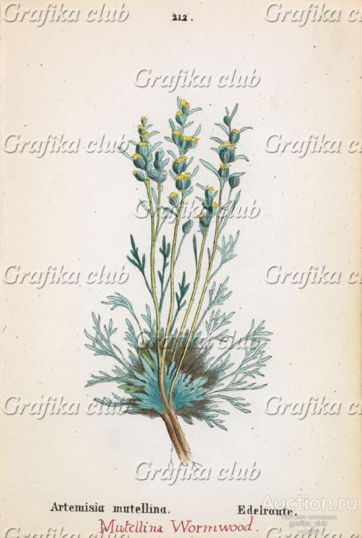 Полынь альпийская (Artemisia mutellina (лат