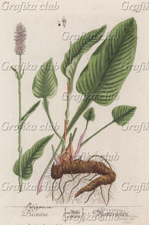 Горец змеиный (Polygonum bistorta (лат