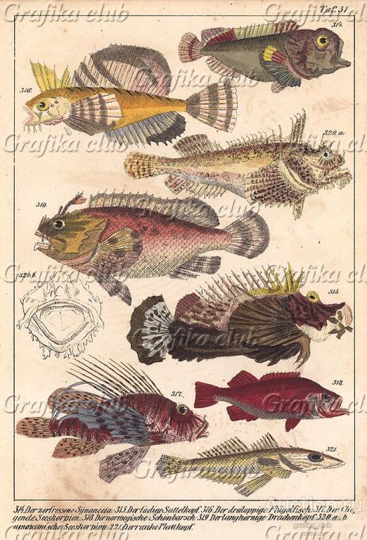 314.Бородавчатка. 315.Крючкопалая бородавчатка