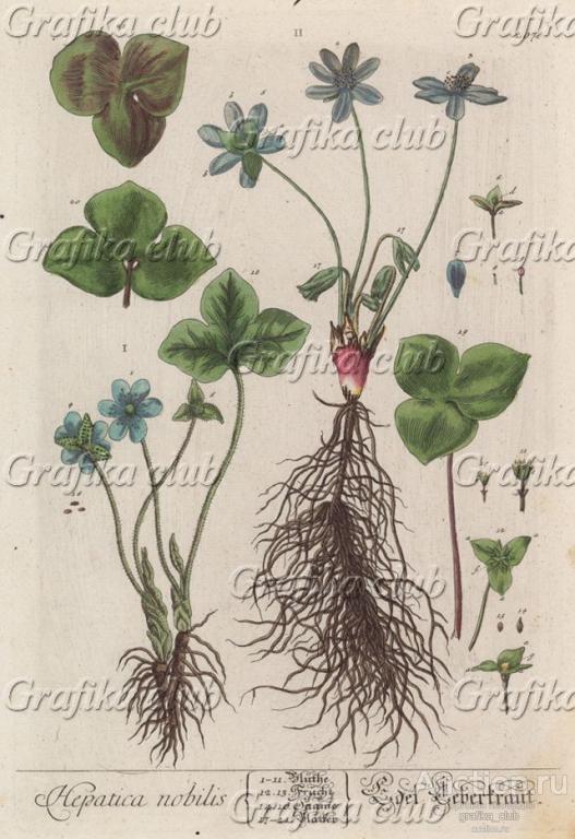 Печёночница благородная (лат. Hepatica nobilis)