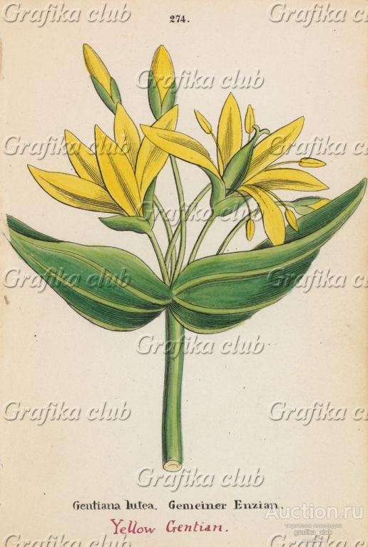 Горечавка желтая рисунок