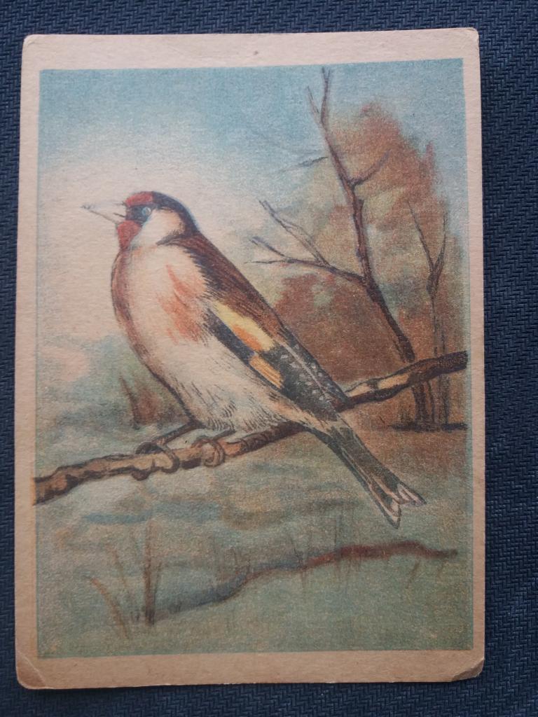 Открытое письмо . Щёголь . Худ. Т. Лебедев .  1951 год