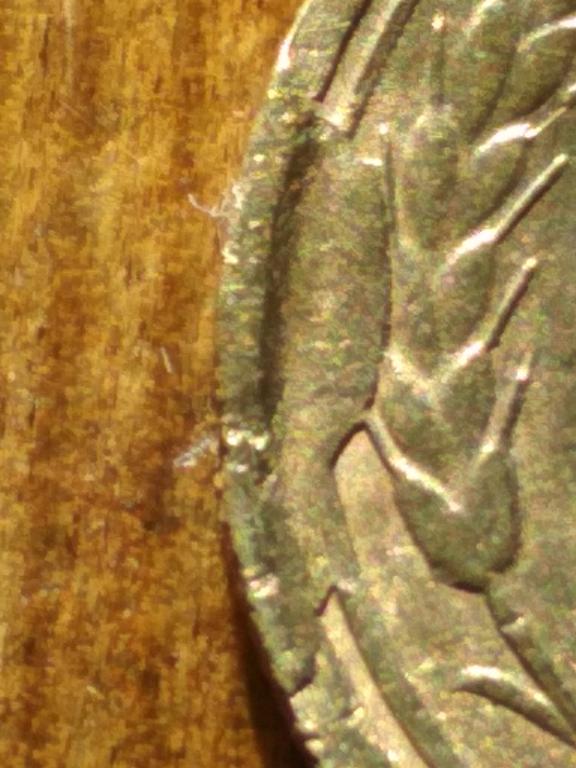 Внимание брак раскол 5 коп 1930 г   (4)