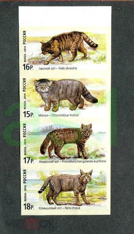2014 Дикие кошки сцепка   БЗ  клей 