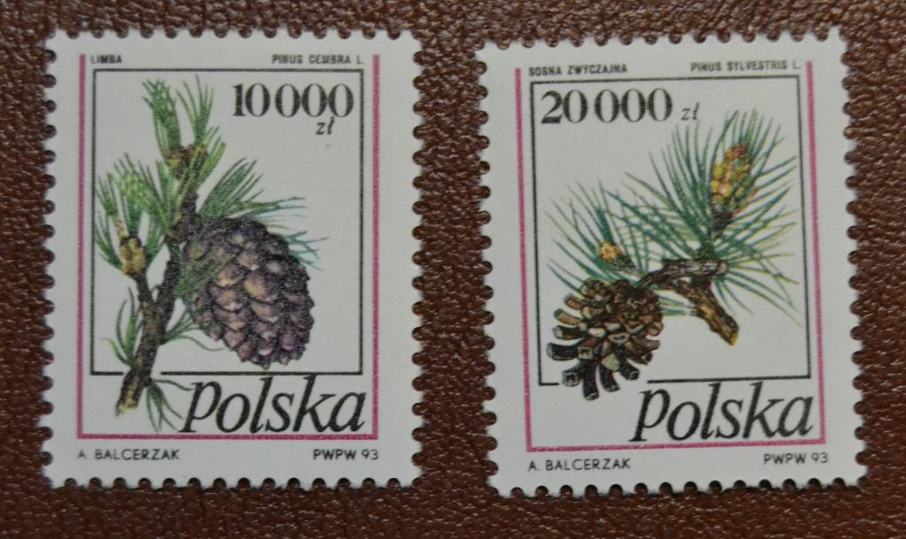 Польша 1993 год Стандарт Флора природа Сосна Шишки MNH