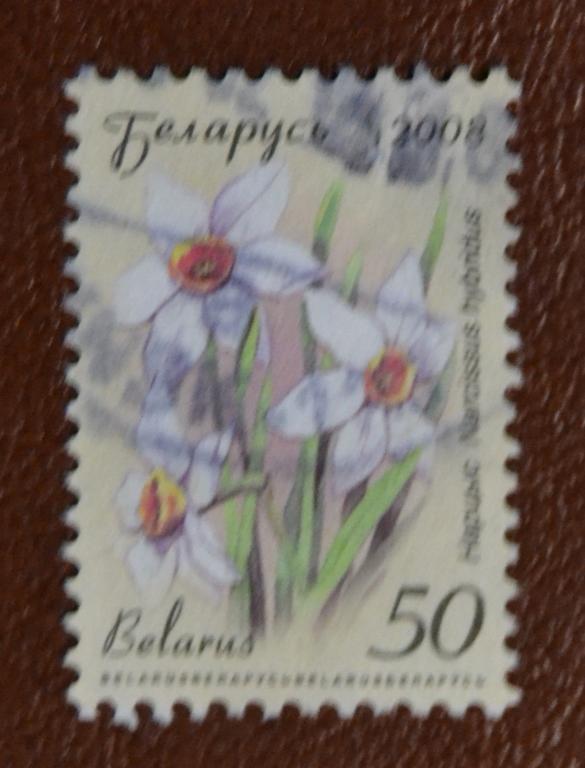 Беларусь 2008 год Стандарт Флора Нарциссы  Гаш