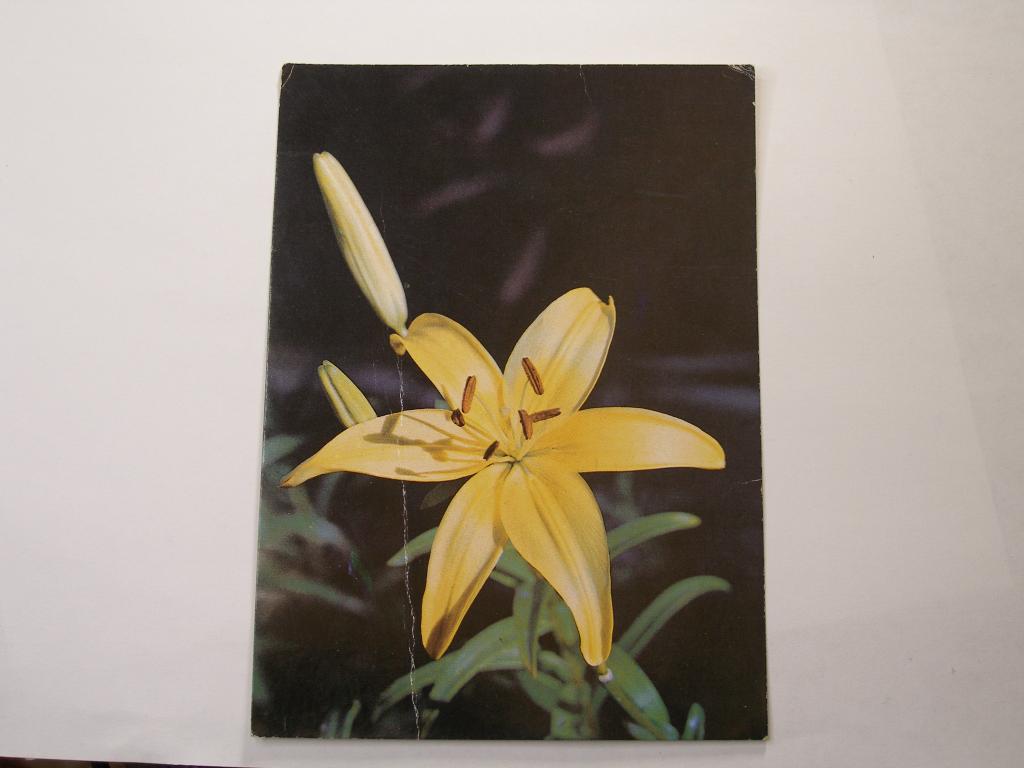 Открытка    Лилия "Коннектикут Куин" 1982г.