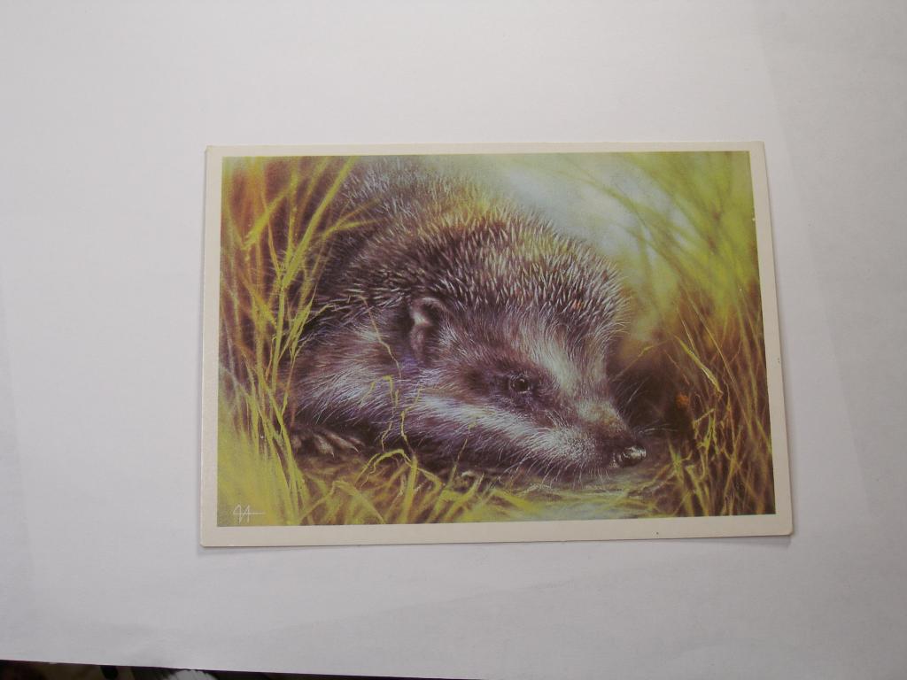 Открытка    Ёжик   1989г.   Художник  А.Исаков