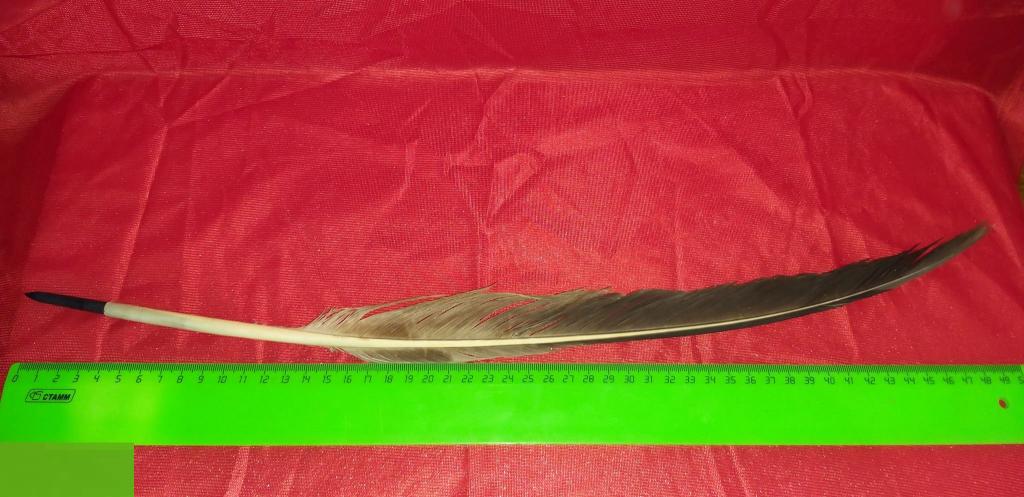 Гусинное.Перо.Ручка. Шариковая.Редкость.Реквизит. Раритет. Пушкинская? Музейная?Подарок. 