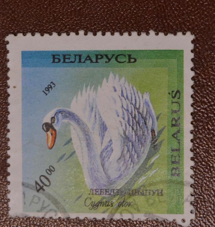 Беларусь 1993  год Фауна Птицы Лебедь Шипун   Гаш