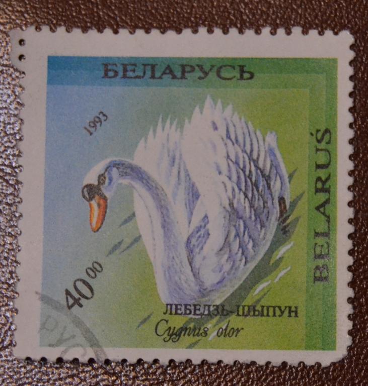 Беларусь 1993  год Фауна Птицы Лебедь Шипун   Гаш - 2